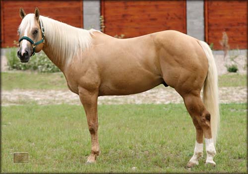 Quarter horse 